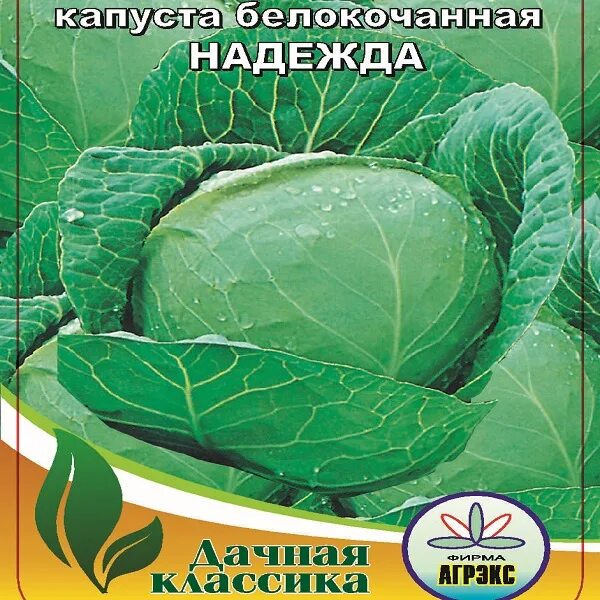 Капуста надежда фото Отзывы: Капуста белокачанная Надежда в интернет-магазине ДОМ