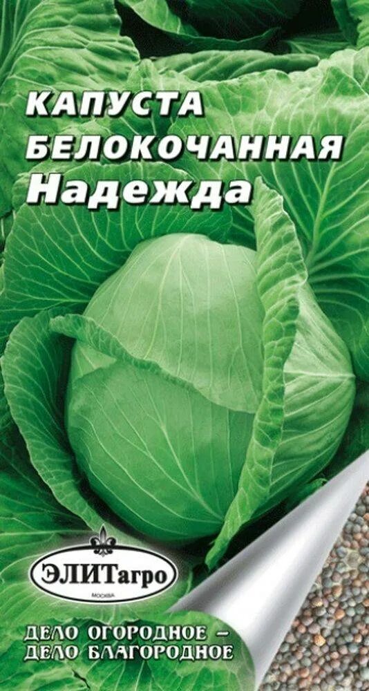 Капуста надежда описание сорта фото отзывы Капуста Надежда: характеристика и описание среднеспелого сорта с фото