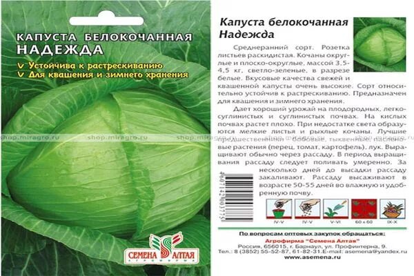 Капуста надежда описание сорта фото отзывы Описание сорта капусты Надежда, особенности выращивания и ухода