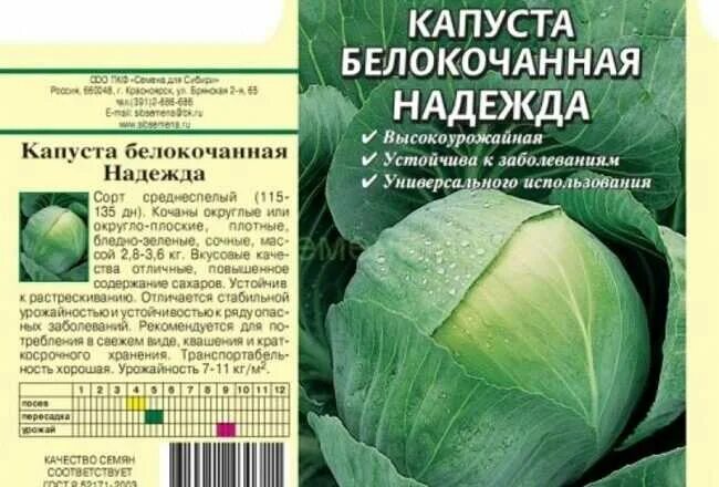 Капуста надежда описание сорта фото отзывы Капуста надежда: характеристика и описание сорта, выращивание и уход