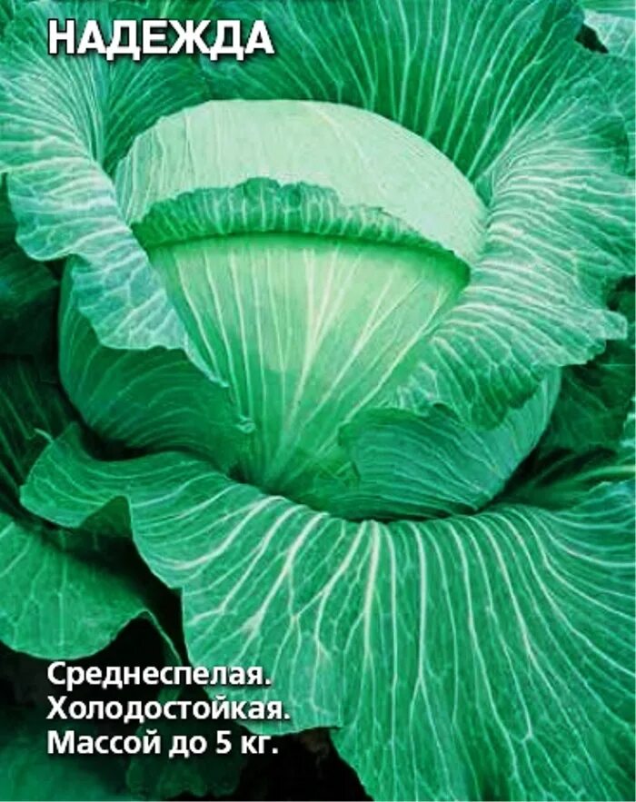 Капуста надежда описание сорта фото отзывы Семена Капуста б/к Надежда: описание сорта, фото - купить с доставкой или почтой