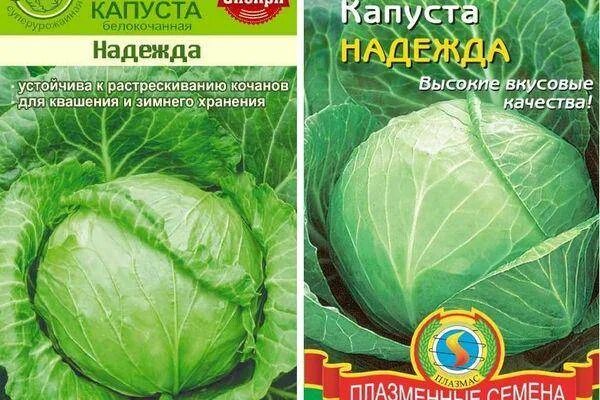 Капуста надежда описание сорта фото отзывы Надежда капуста фото - DelaDom.ru