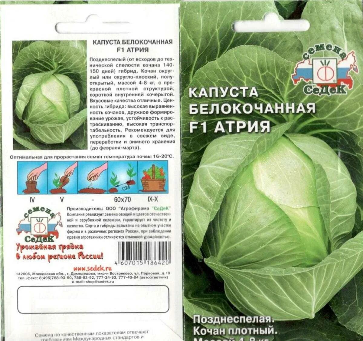 Капуста несравненная описание сорта фото отзывы Капуста атрия описание сорта фото отзывы