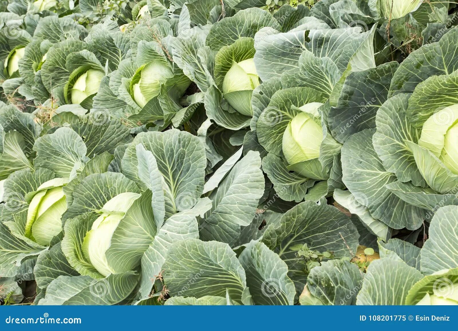 Капуста нозоми f1 описание сорта фото отзывы The cabbage field stock image. Image of green, fresh - 108201775