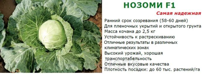Капуста нозоми f1 описание сорта фото отзывы Капуста Нозоми F1. 2500 семян. Sakata. Раннеспелый гибрид белокочанной капусты с