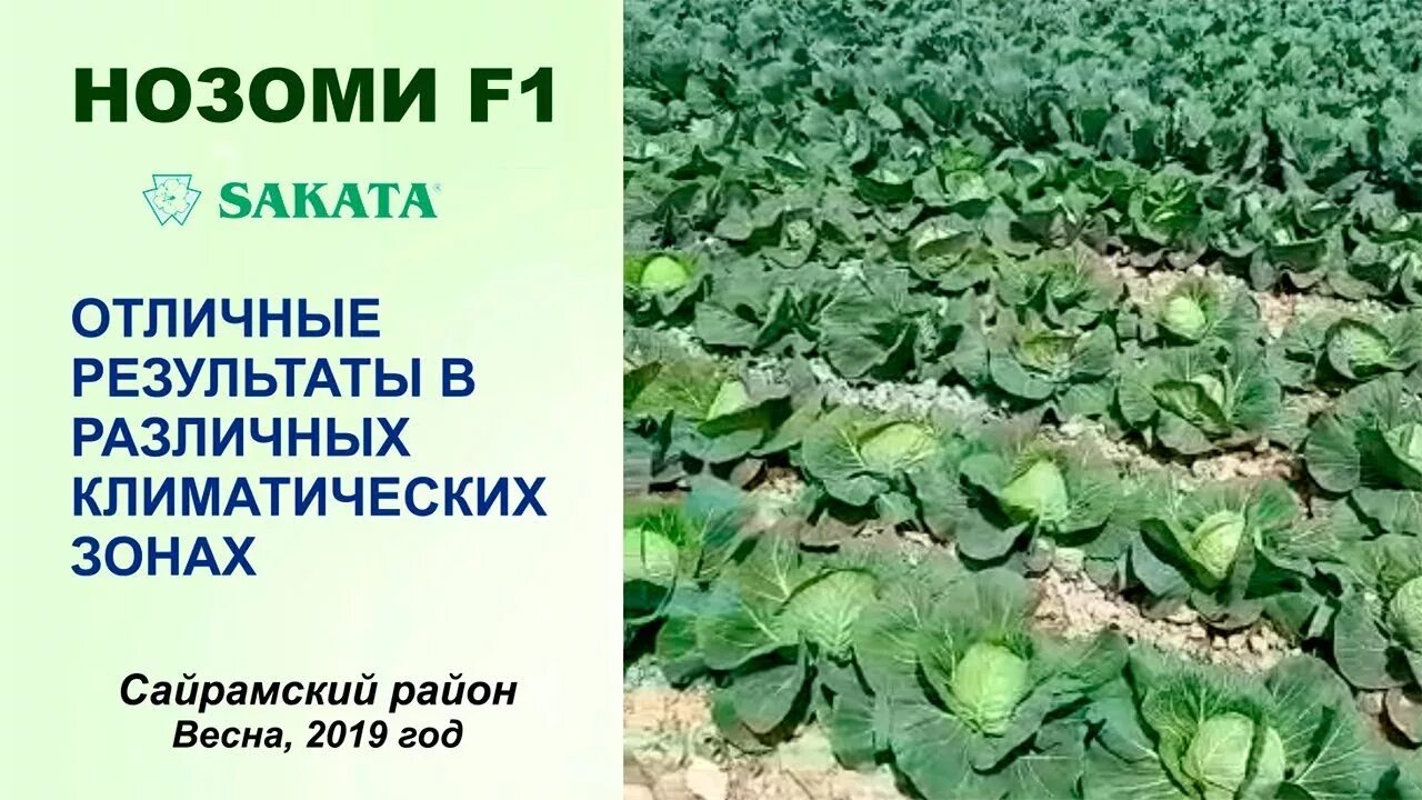 Капуста нозоми фото КАПУСТА НОЗОМИ F1 - ОТЛИЧНЫЕ РЕЗУЛЬТАТЫ В РАЗЛИЧНЫХ КЛИМАТИЧЕСКИХ ЗОНАХ - YouTub