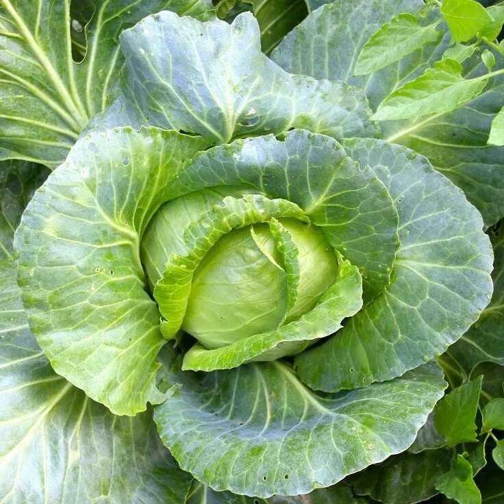 Капуста обычная фото Top 10 Best Home Remedies for Obesity Cabbage benefits, Cabbage, Chicken, cabbag