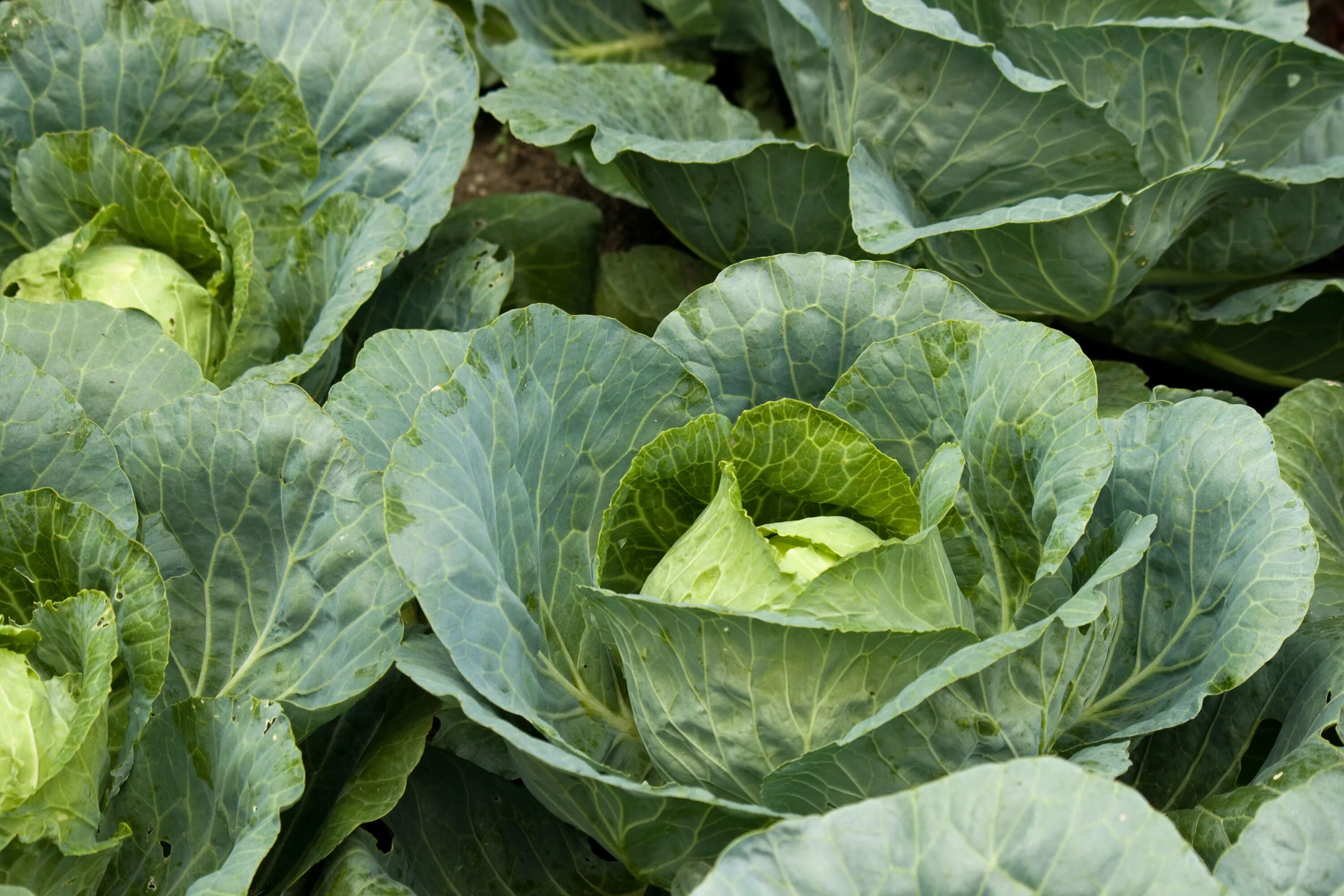 Капуста обычная фото Getting Ahead with Cabbages - Plant Talk