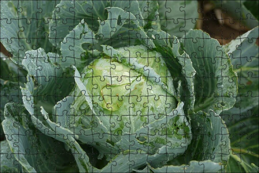 Капуста обычная фото Магнитный пазл 27x18см."Капуста, белая капуста, свежий" на холодильник - купить 