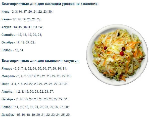 Капуста октябрь лунный календарь В какой день лучше квасить капусту - CoffeePapa.ru