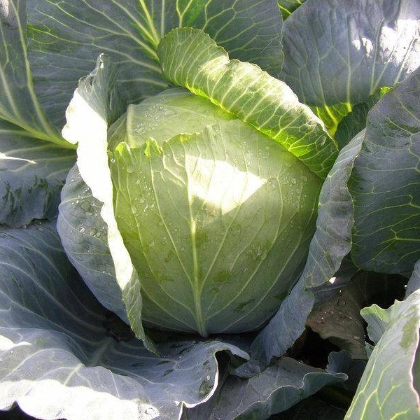 Капуста орфей описание сорта фото отзывы Купить Семена капусты белокочанной Вестри F1, 10 шт, Престиж в интернет-магазине