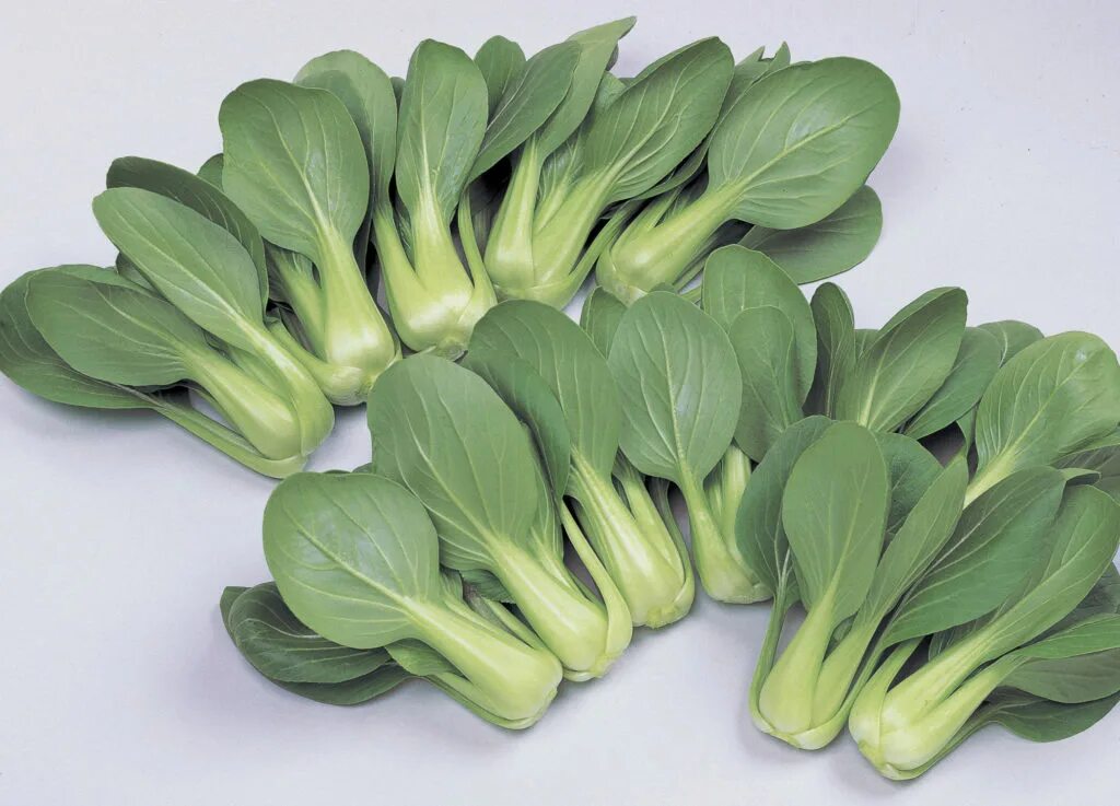 Капуста пак чой фото и описание Li Ren Choi - Sakata Wholesale Vegetable Seed