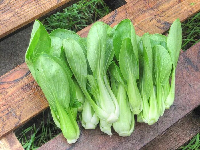 Капуста пак чой фото и описание Pin on Food