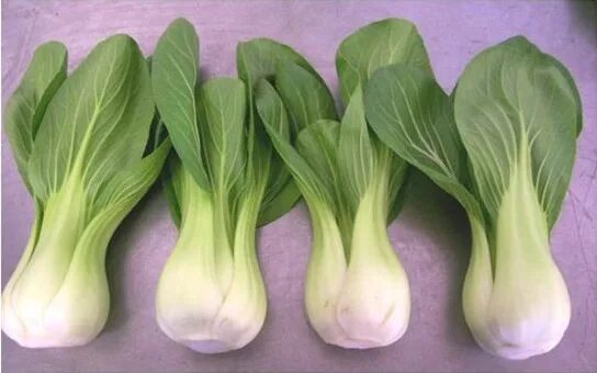 Капуста пак чой фото и описание Bok Choy - Stare sorte semena