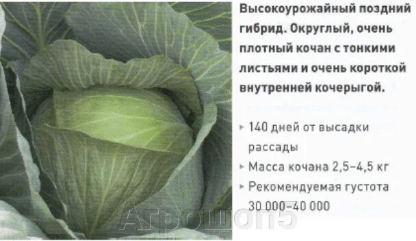 Капуста парадокс описание сорта фото отзывы Капуста Леннокс F1. 2500 семян. Bejo. Белокочанная капуста для долгого хранения.