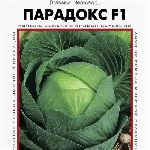 Капуста парадокс описание сорта фото отзывы Капуста б/к Парадокс F1 - доставка почтой по России, продажа в СПб и Ленинградск