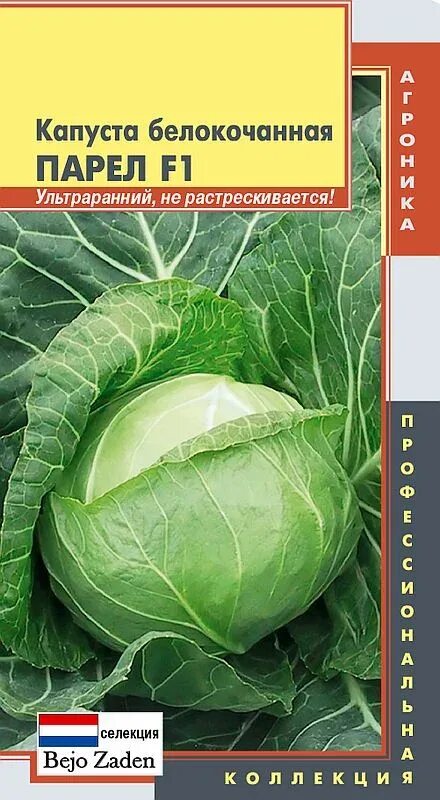 Капуста парел описание сорта фото отзывы Семена Капуста б/к F1 Парел : описание сорта, фото - купить с доставкой или почт