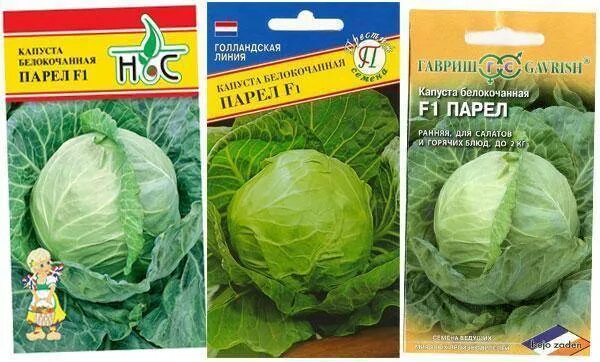 Капуста парел описание сорта фото отзывы Капуста парел описание сорта фото отзывы Фитостудия-63.ру