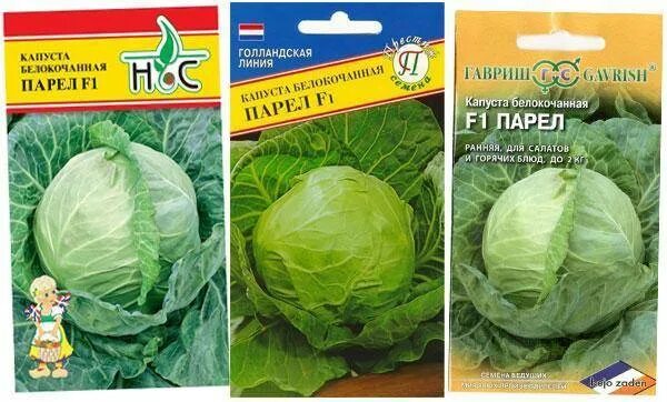 Капуста парел отзывы фото Правила выращивания капусты "парел": от посадки до ухода