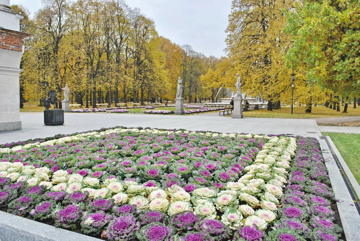 Капуста парковая аллея 6а фото Капустная краса / фото