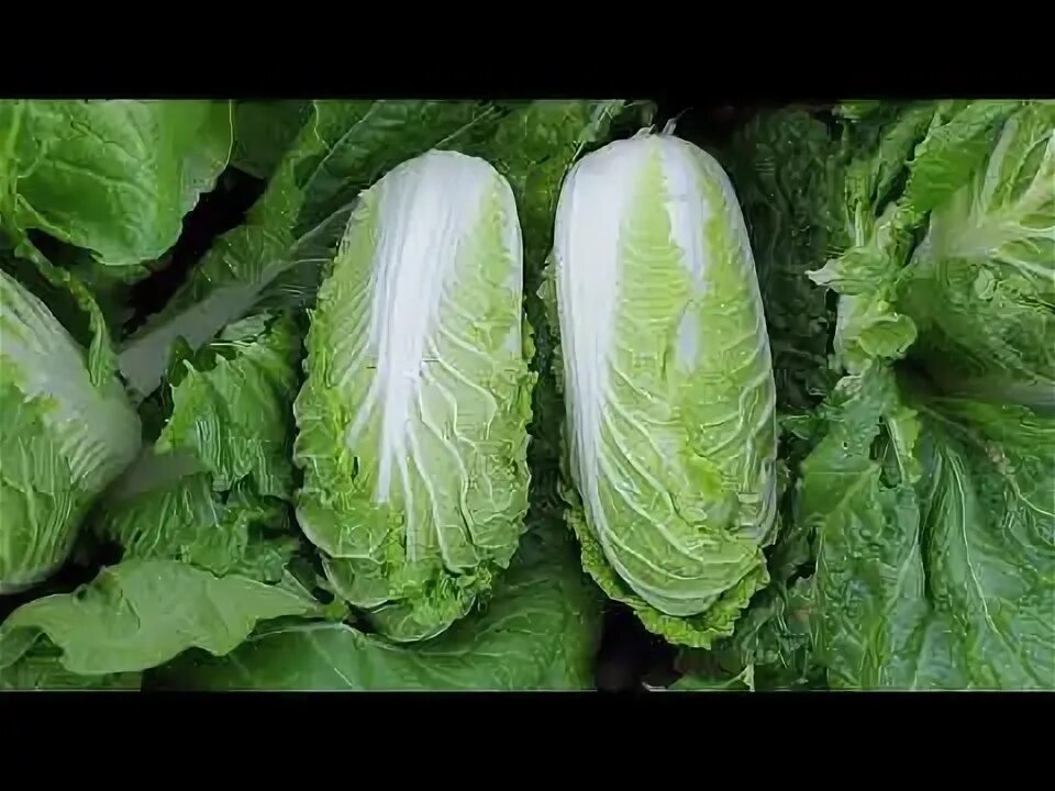 Капуста пекинская фото описание Пекинская капуста Кисеки от компании Саката в сравнении с Билко - YouTube
