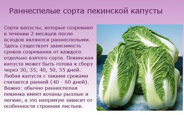 Капуста пекинская описание сорта фото отзывы Популярные сорта пекинской капусты: классификация и их описание