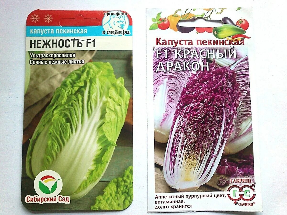 Капуста пекинская описание сорта фото отзывы Пекинская капуста выращивание и уход фото
