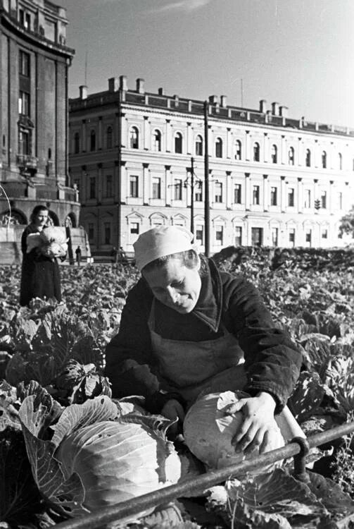 Капуста перед исаакиевским собором в блокаду фото Витамин C и блокадный Ленинград / Андрей Орехов