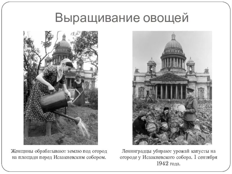 Капуста перед исаакиевским собором в блокаду фото Капуста у исаакиевского собора