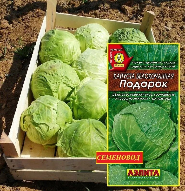 Капуста подарок характеристика фото Капуста Аэлита Капуста - купить по выгодным ценам в интернет-магазине OZON (5314