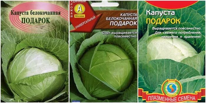Капуста подарок описание фото капуста подарок: описание сорта, фото и отзывы