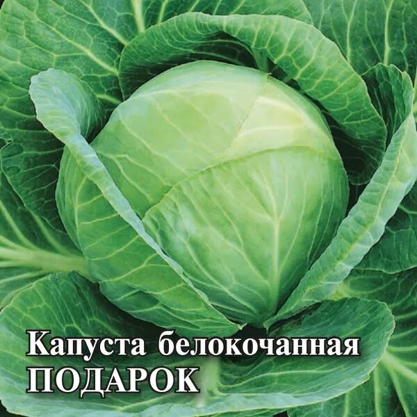 Капуста подарок описание фото Капуста Гавриш 466758 - купить по выгодным ценам в интернет-магазине OZON (85910