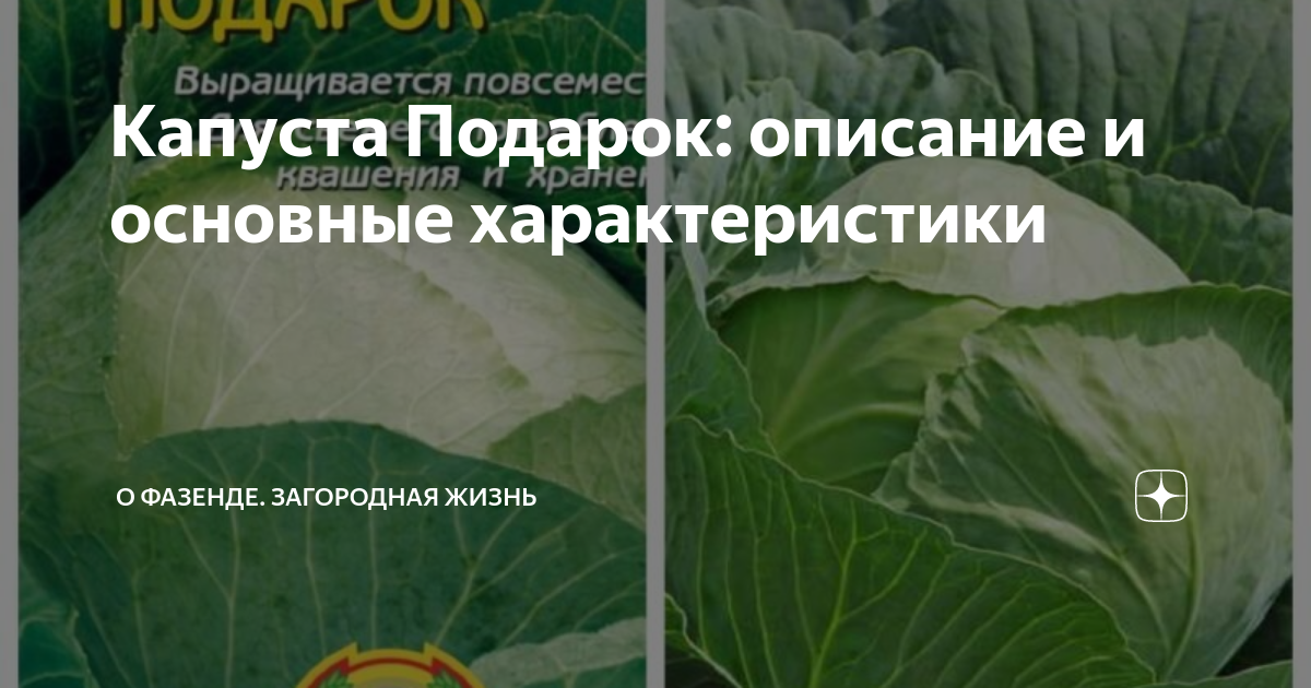 Капуста подарок описание характеристика сорта фото Капуста Подарок: описание и основные характеристики О Фазенде. Загородная жизнь 
