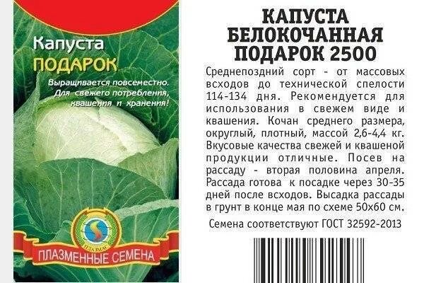 Капуста подарок описание отзывы фото Капуста подарок характеристика фото Molot-Club.ru