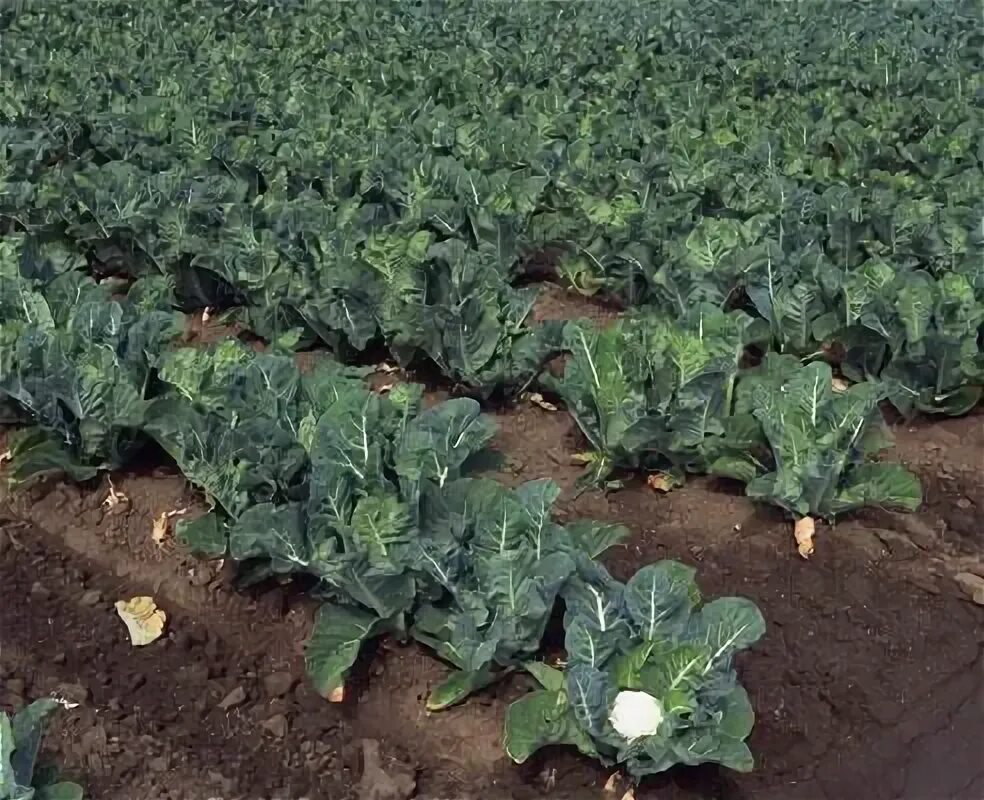 Капуста посадка фото Особенности выращивания цветной капусты Сноуболл Cauliflower plant, Health benef