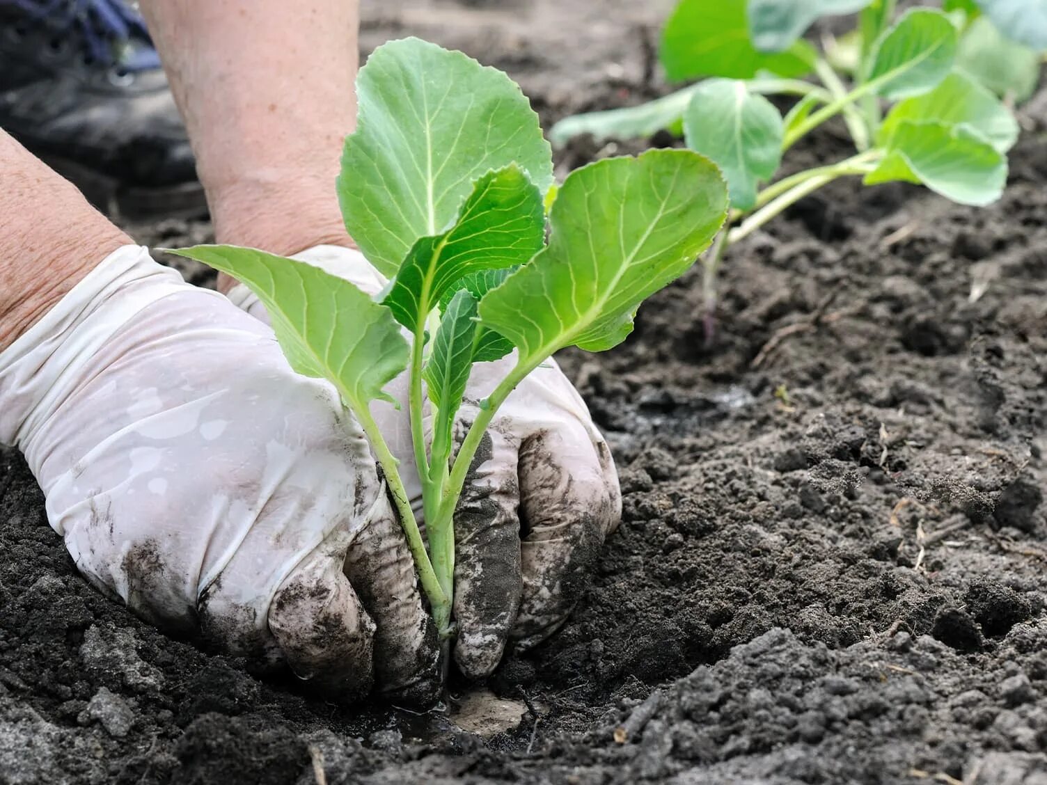 Капуста посадка и уход фото What To Plant In April In New Zealand - Love The Garden