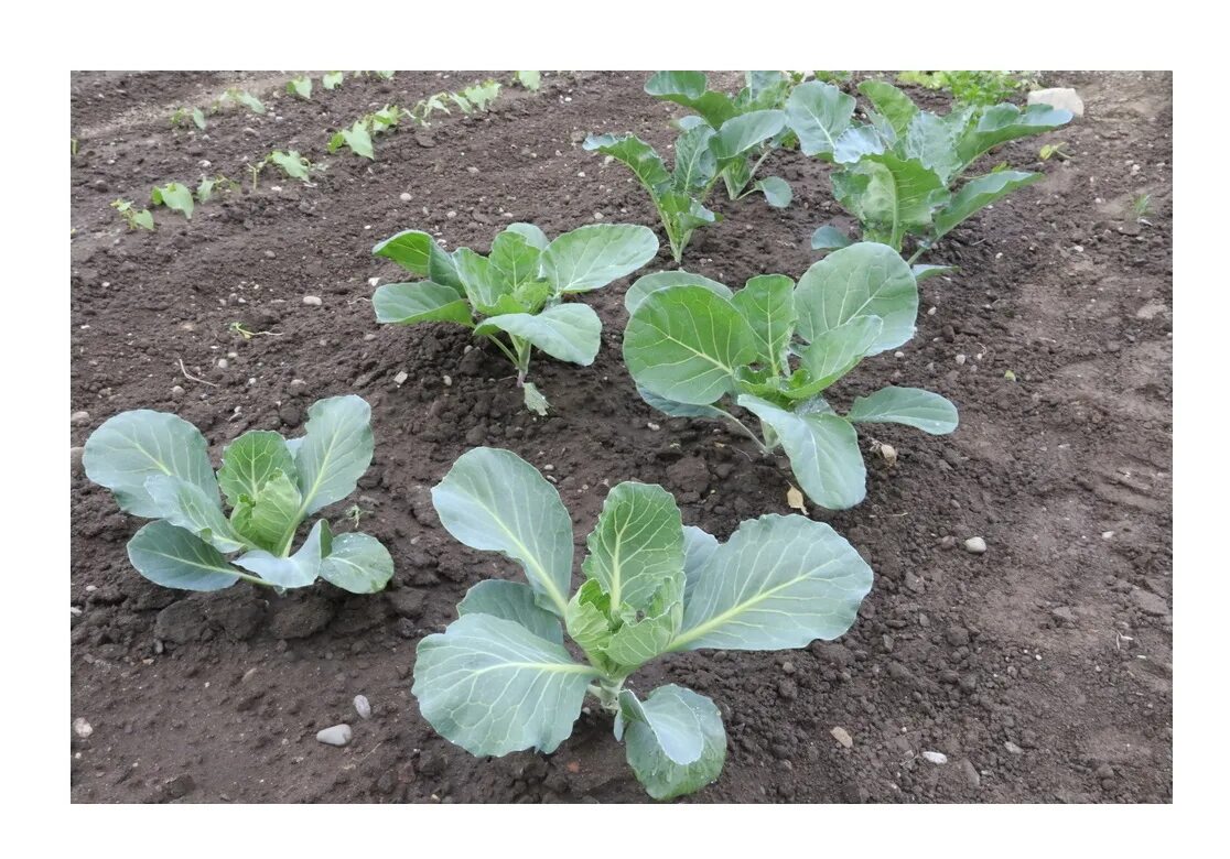 Капуста посадка и уход фото Рассада капуста цветная Агродекор Сноубол 123 AGRO4651 10 шт. - купить в Компани