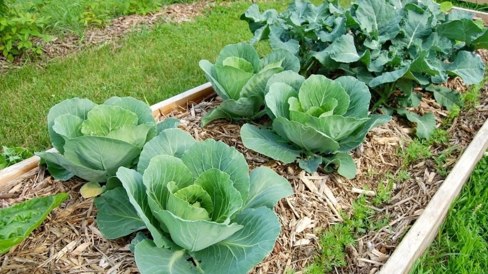 Капуста посадка и уход фото Ministry of Agriculture and Food of the Republic of Tatarstan