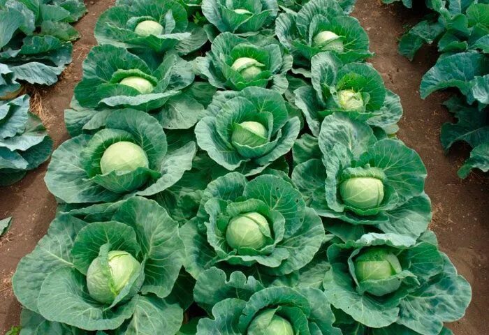 Капуста посадка и уход фото Прочая капуста: покупка и продажа оптом и в розницу от производителя, цены - Агр