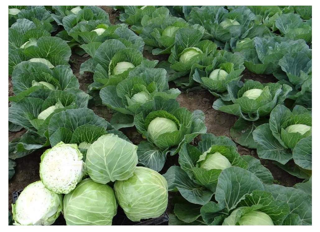 Капуста посадка и уход фото Рассада капуста белокочанная Агродекор Вспышка AGRO4164 10 шт. - купить в Компан