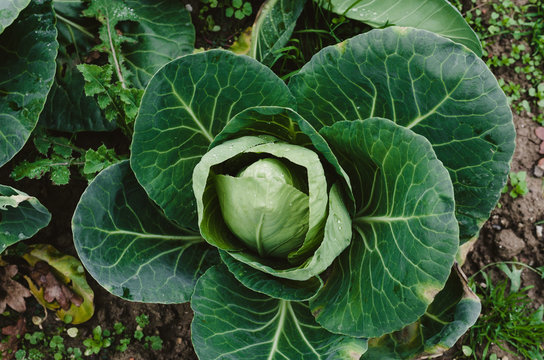 Капуста посадка и уход фото White Cabbage Изображения: просматривайте стоковые фотографии, векторные изображ