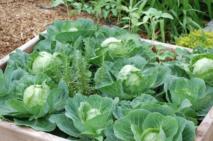 Капуста посадка и уход фото Posts about cabbage on jodie richelle Plant breeding, Cabbage, Plant leaves