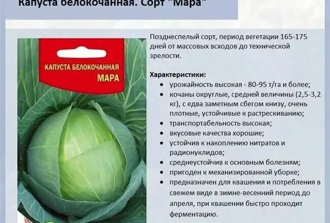 Капуста поздняя описание сорта фото отзывы Элиза F1 семена капусты белокочанной (Sakata / Саката)