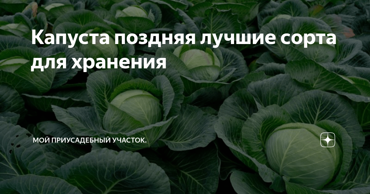 Капуста поздняя описание сорта фото отзывы Капуста поздняя лучшие сорта для хранения Мой приусадебный участок. Дзен