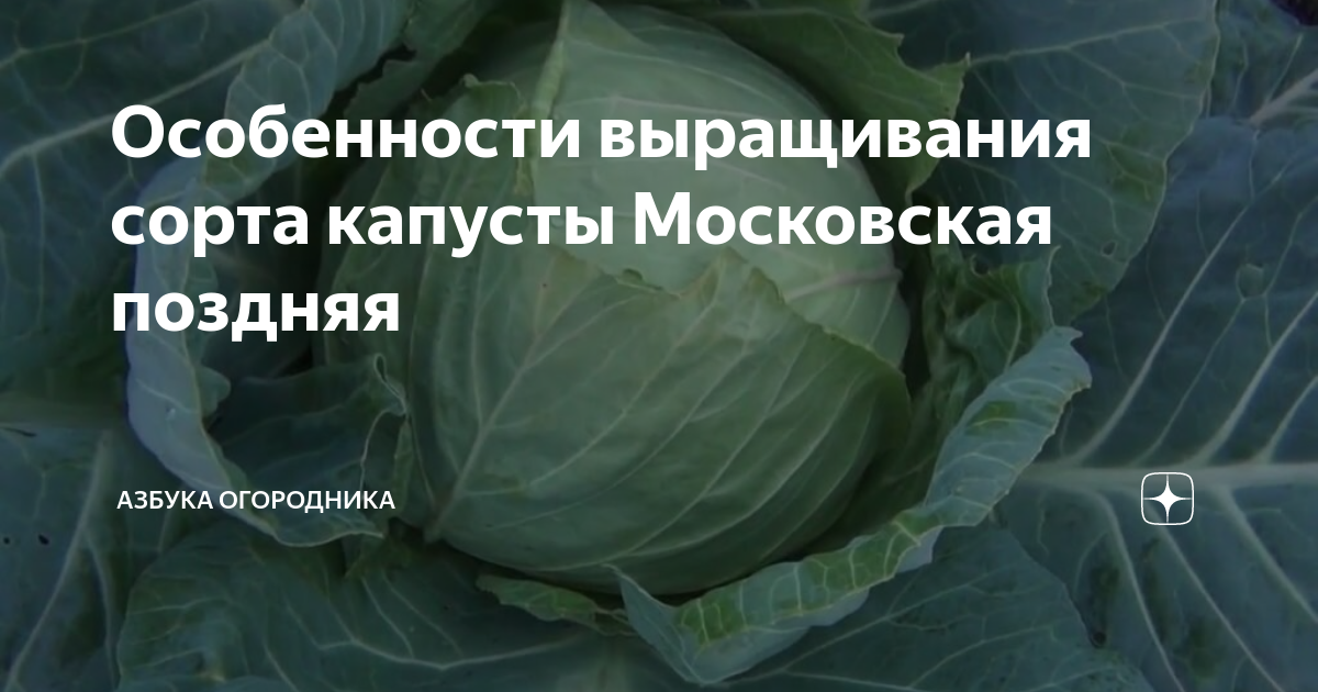 Капуста поздняя описание сорта фото отзывы Особенности выращивания сорта капусты Московская поздняя Азбука огородника Дзен