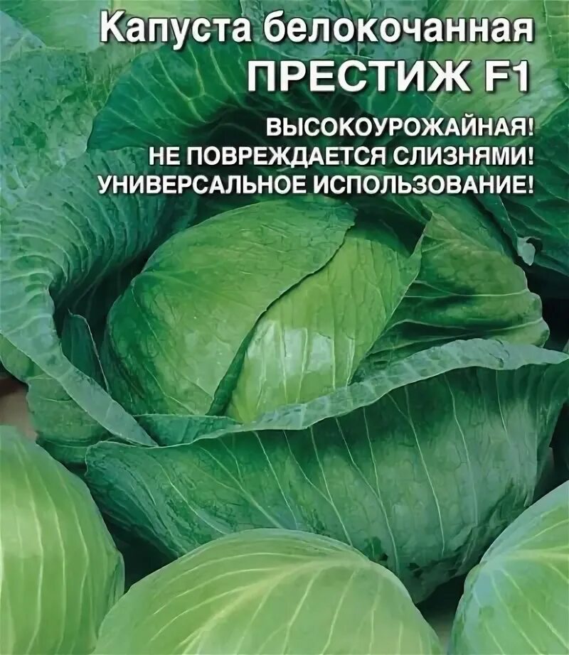 Капуста престиж описание сорта фото Капуста престиж описание сорта