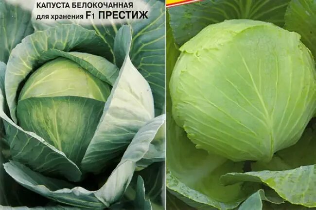 Капуста престиж описание сорта фото отзывы Капуста престиж описание сорта фото отзывы