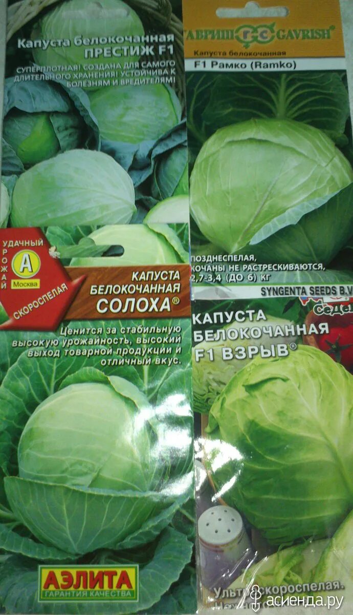 Капуста престиж описание сорта фото отзывы Начало посевной-капуста в теплице.: Дневник пользователя Васильева68