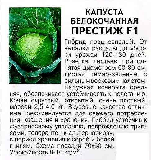 Капуста престиж описание сорта фото отзывы Капуста Престиж f1: отзывы