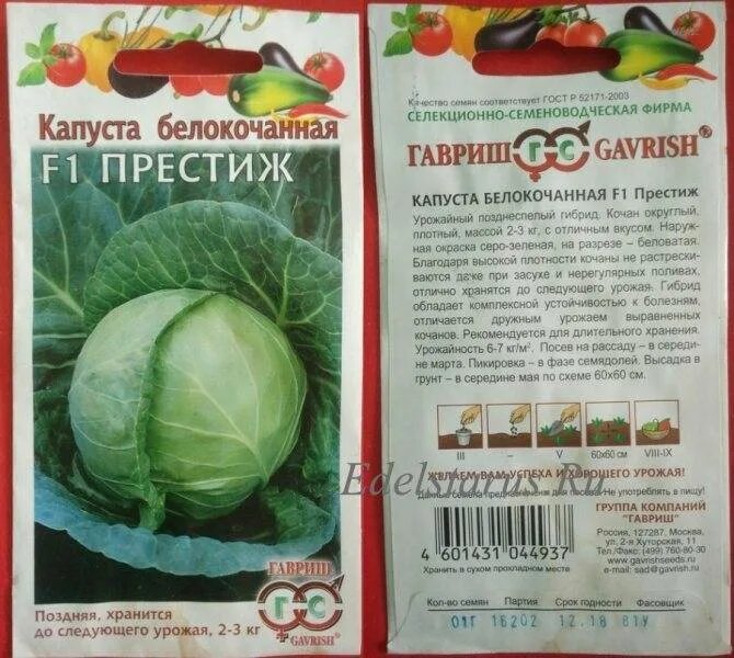Капуста престиж описание сорта фото отзывы Капуста престиж описание сорта фото отзывы